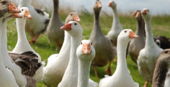 Ducks Ducks