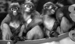 Monkey pile