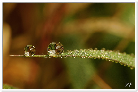 Dew drops